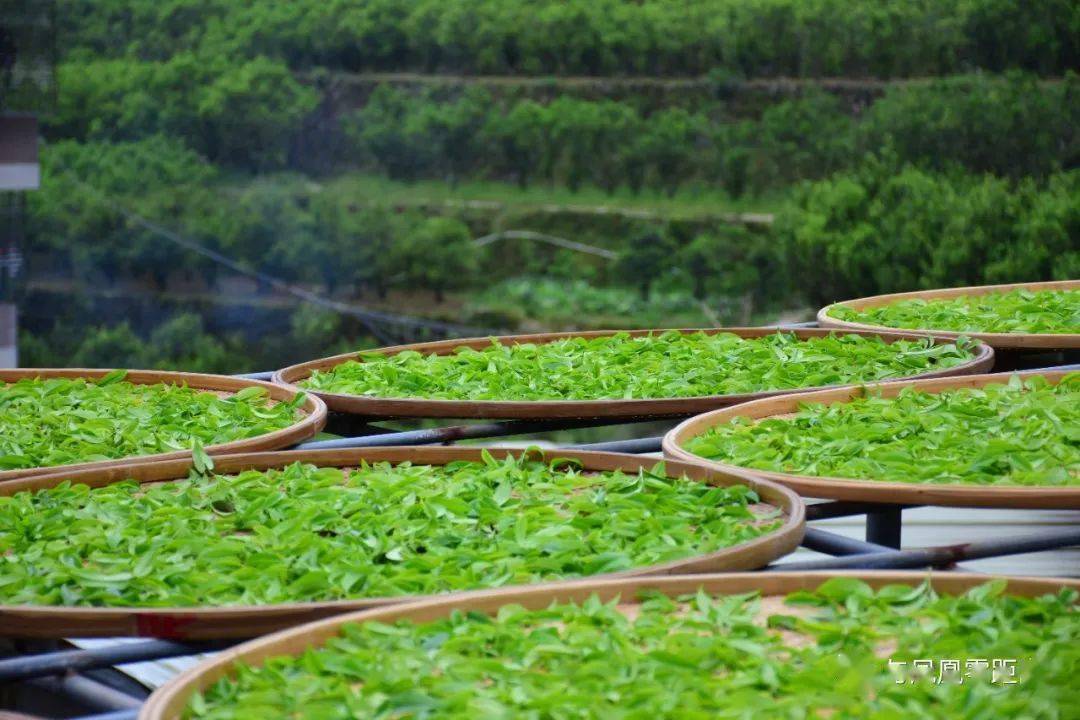 学制茶,制好茶,国家权威部门颁发《制茶师证书》