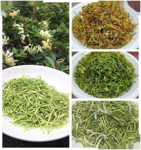 方法|随时随地的好清凉!【书记推荐】山里瑶野生金银花