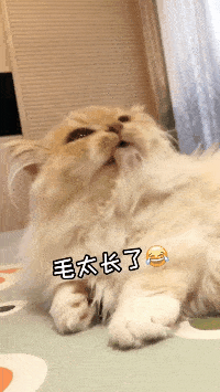 我承认,长毛猫舔毛是很萌没错