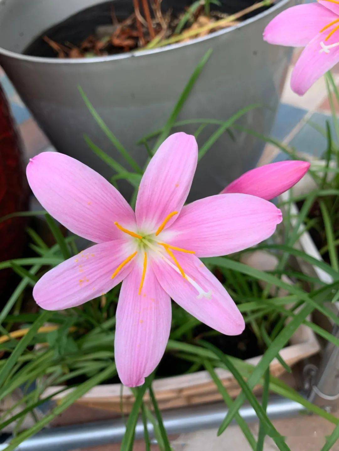 风雨兰怎么快速开花 cd1ede82fd004fe09fbeb2947d39cd27.jpeg