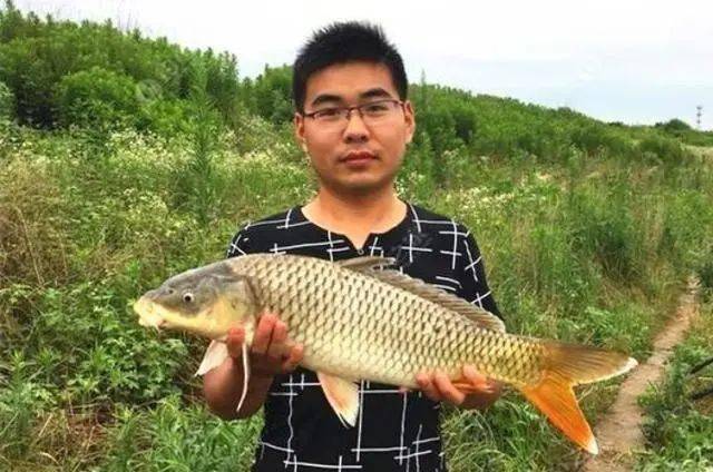 热天|一根竿都钓不过来热天用来擒获鲤鱼