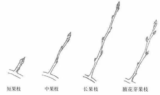 徒长枝一般直立,节间长,其上芽体小,不充实,不易成花,既浪费养分,又