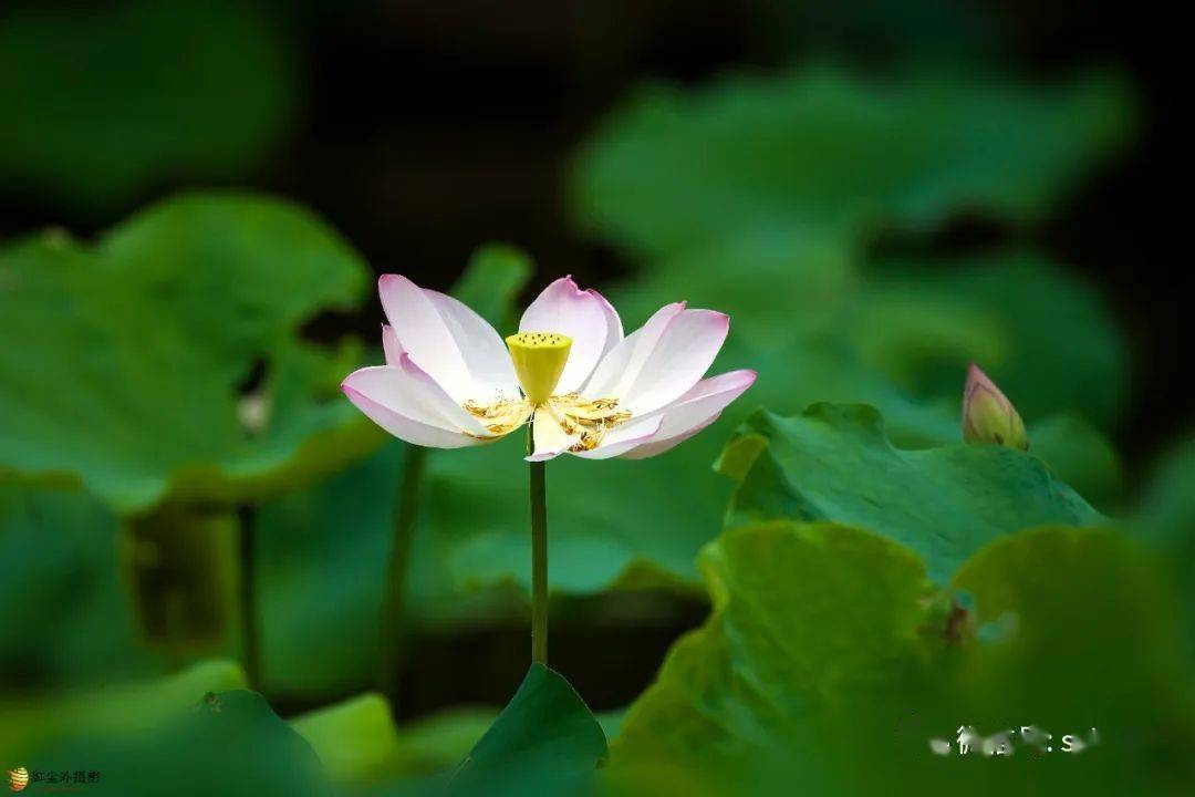 荷花(莲花)