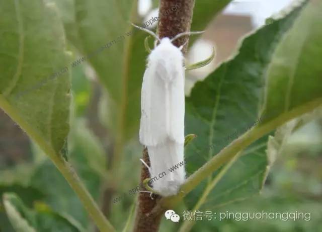 这些害虫你认识多少?_幼虫