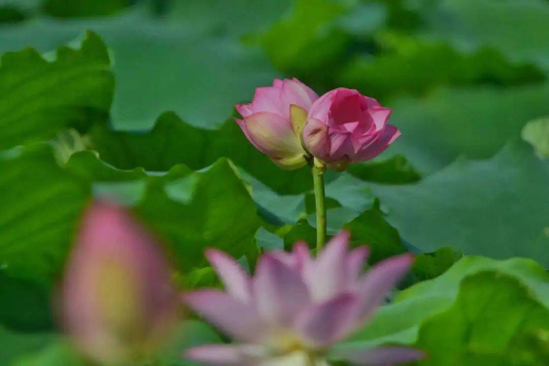 并蒂莲花开,好运自然来!