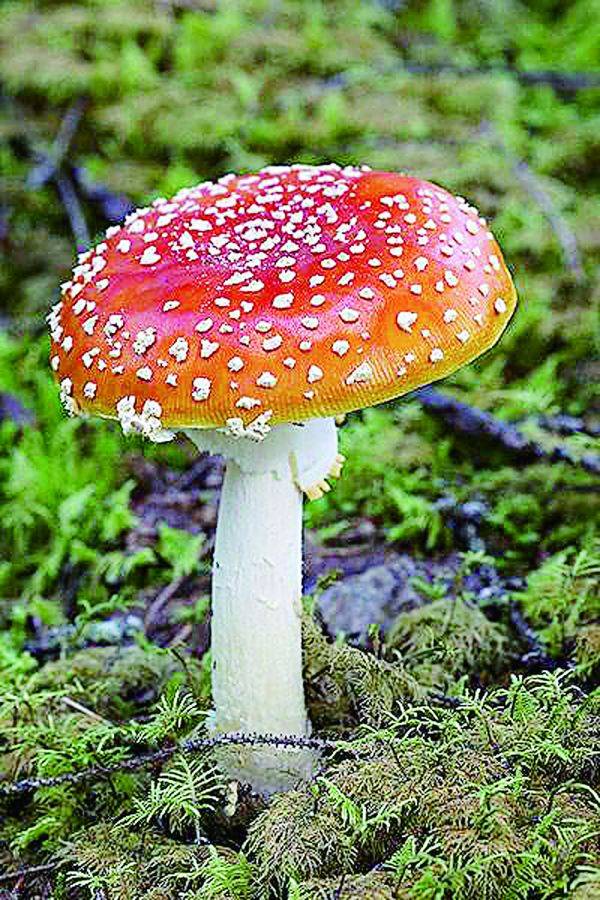 采蘑菇的"小姑娘,可知毒菇400种