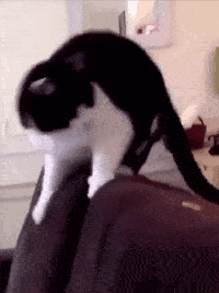 猫: 铲屎官自己喜欢吃屎, 还逼我一起.