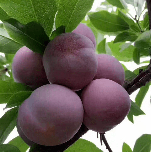 永泰这里的芙蓉李可以采摘啦~约吗?