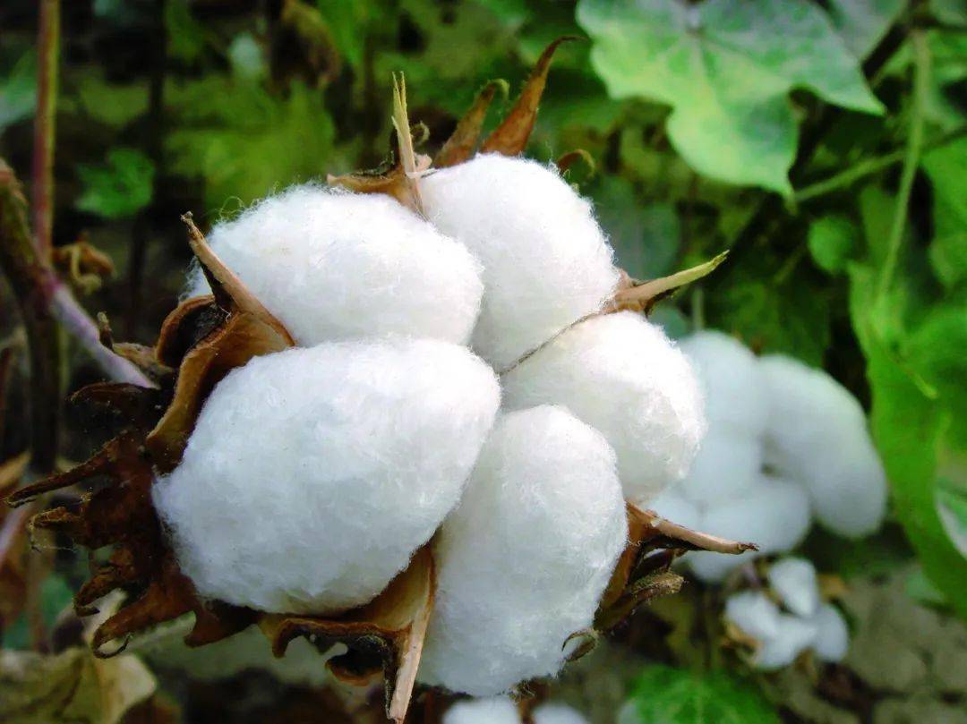 细绒棉 细绒棉的棉桃一般为4-5瓣,棉瓣比较蓬松,饱满,俗称大棉花.