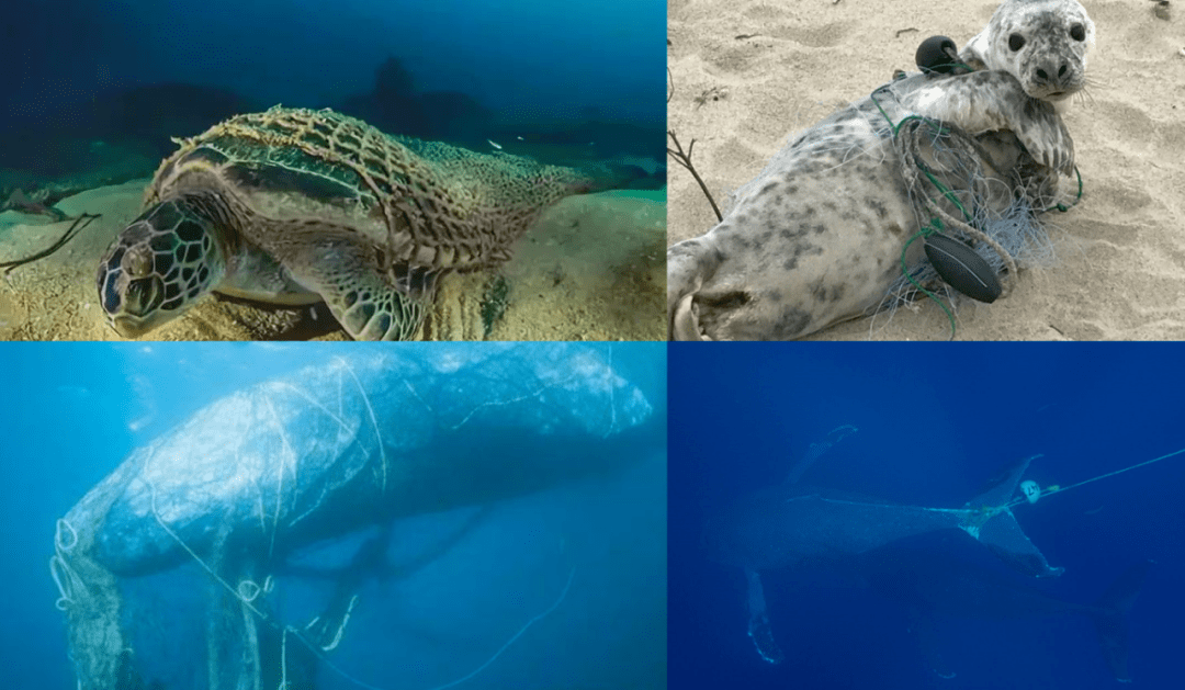 消除幽灵渔具让濒危海洋动物远离痛苦与折磨