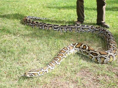 缅甸蟒(学名:python bivittatus)也有人称为缅甸岩蟒,又叫南蛇,琴蛇