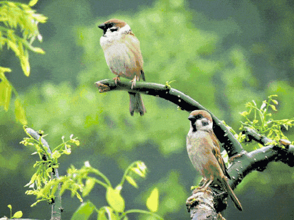 细雨微风碧日天,缤纷旖旎秀山川.娇容雅韵清纯美,瓣蕊含羞曳舞翩.