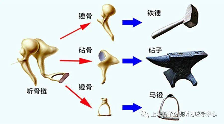 人体最小的骨头在耳朵里,但是功能却不小!