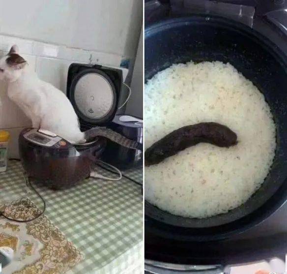 "上面这大米洗过煮过,就没猫屎味了 我给你整条新鲜的"