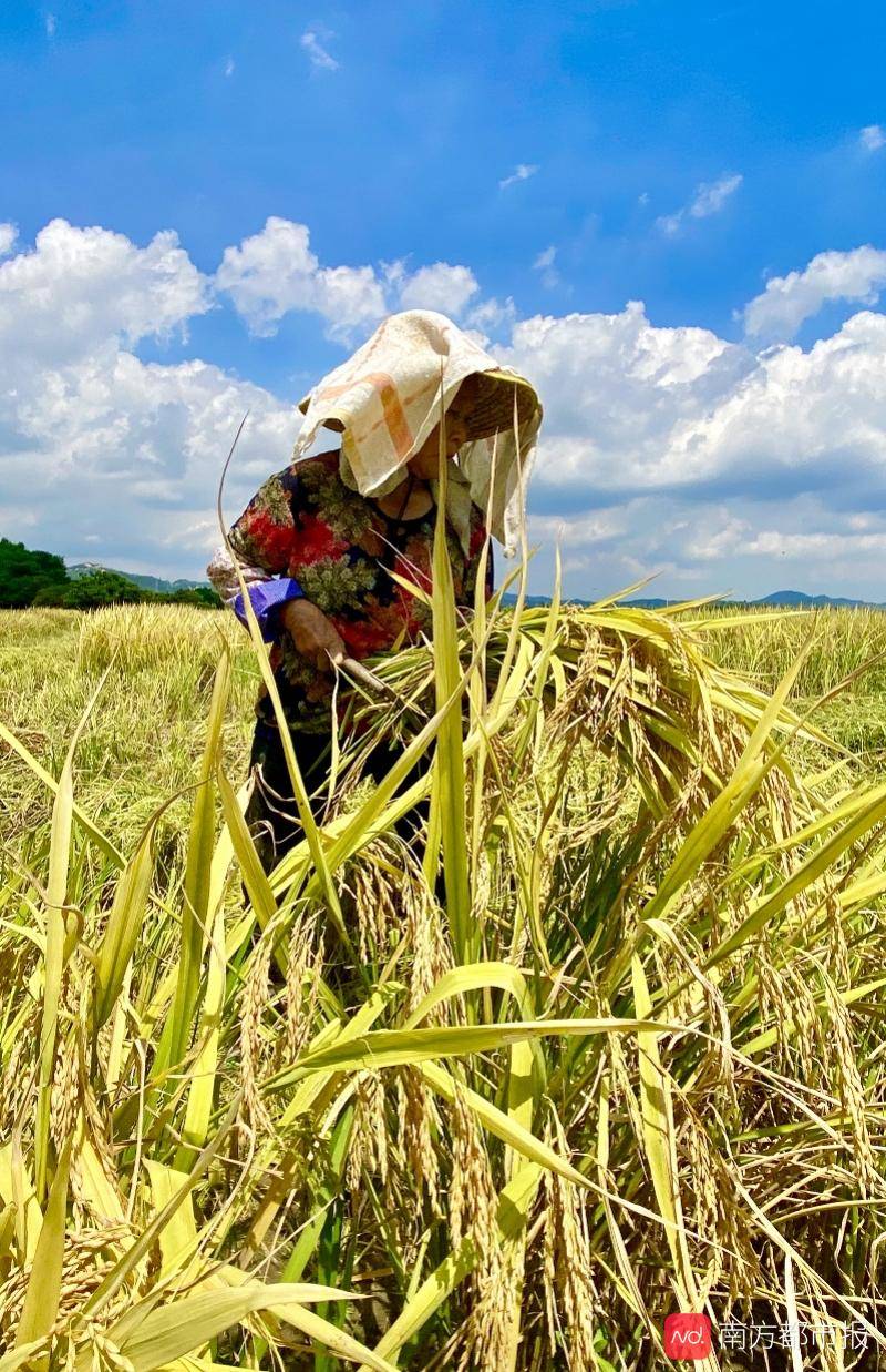 种植|广州早稻收割季：“从化香米”迎丰收，农忙季农民却很清闲
