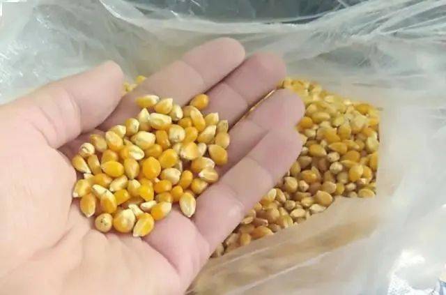 草鱼|自从用了这草鱼钓法后，都佩服得五体投地不是我吹