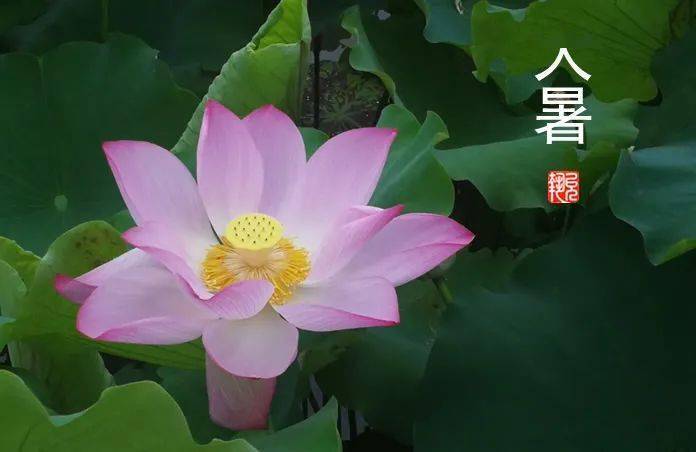 二十四节气扶阳养生之大暑冬病夏调长夏养脾