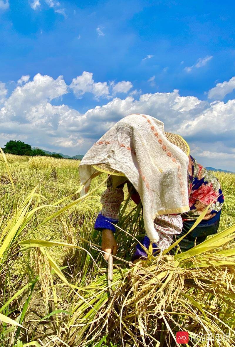 种植|广州早稻收割季：“从化香米”迎丰收，农忙季农民却很清闲
