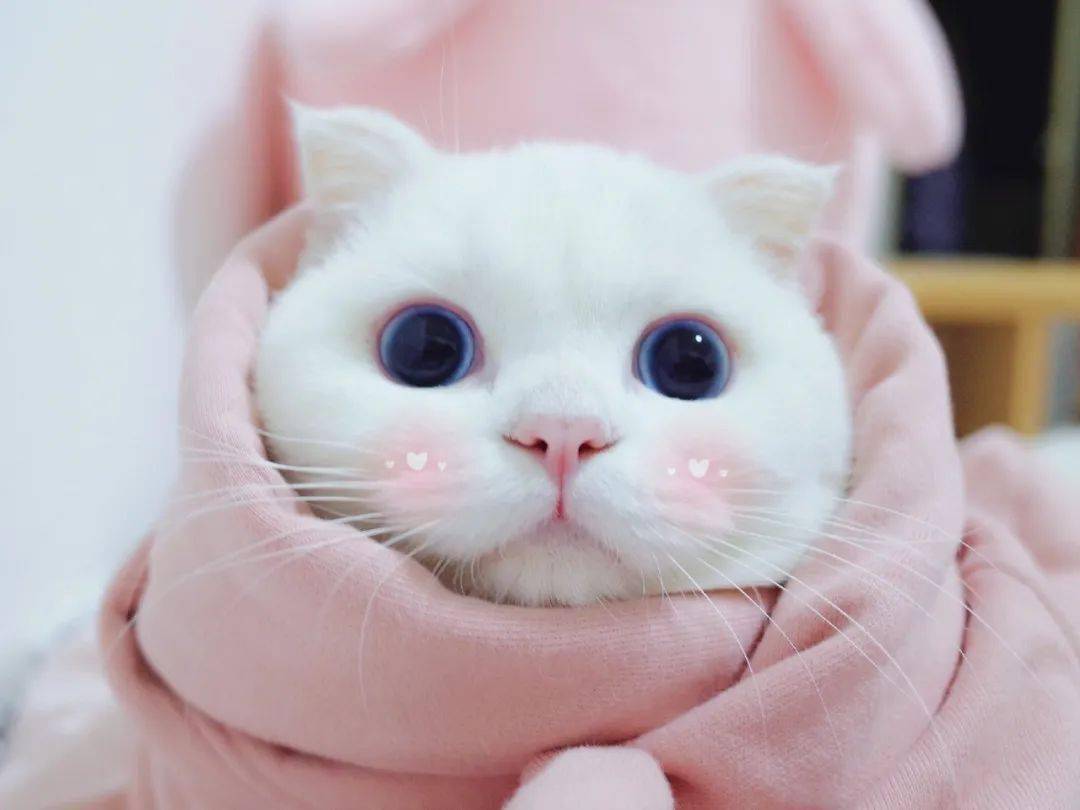 火遍全网的猫咪绿茶露脚来了猛男必吸