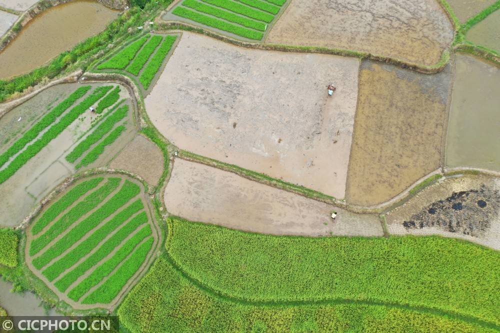 道县|湖南道县：田间“双抢”忙