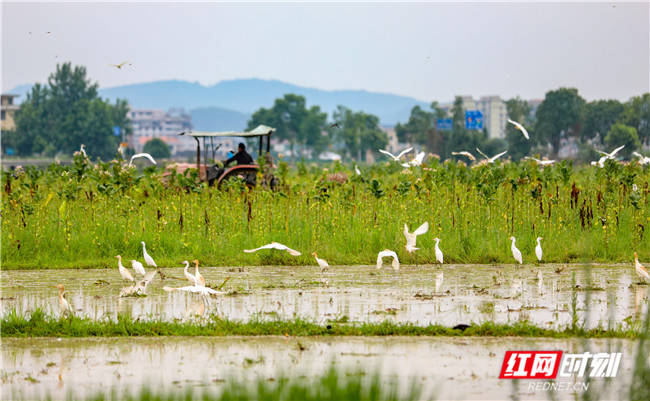 白鹭舞|夏耘田间 翩若惊鸿白鹭舞