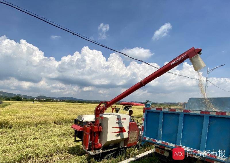 种植|广州早稻收割季：“从化香米”迎丰收，农忙季农民却很清闲