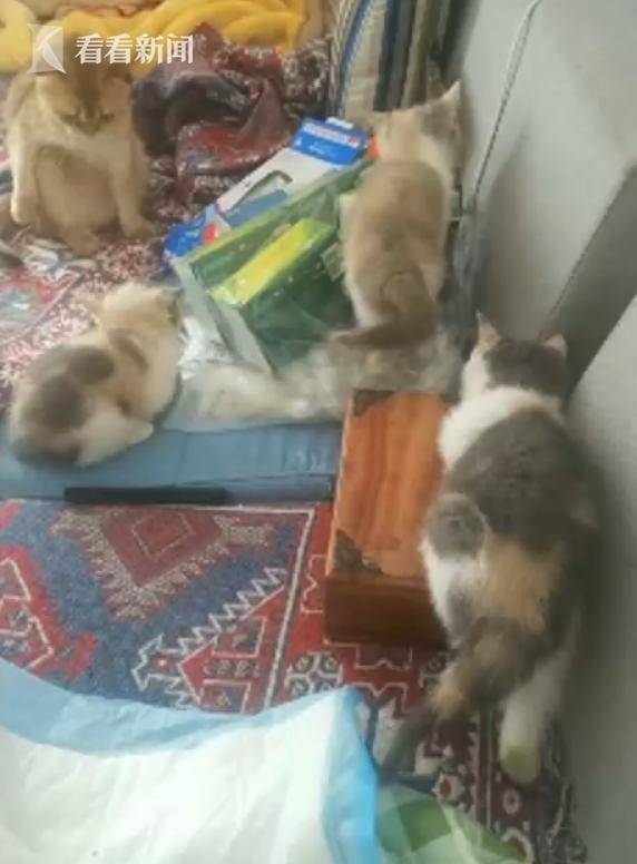 邻居|家中养几十只猫又臭又吵被投诉 业主：邻居太敏感