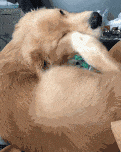 (看来这位主人家的狗粮可以省了) 责任编辑