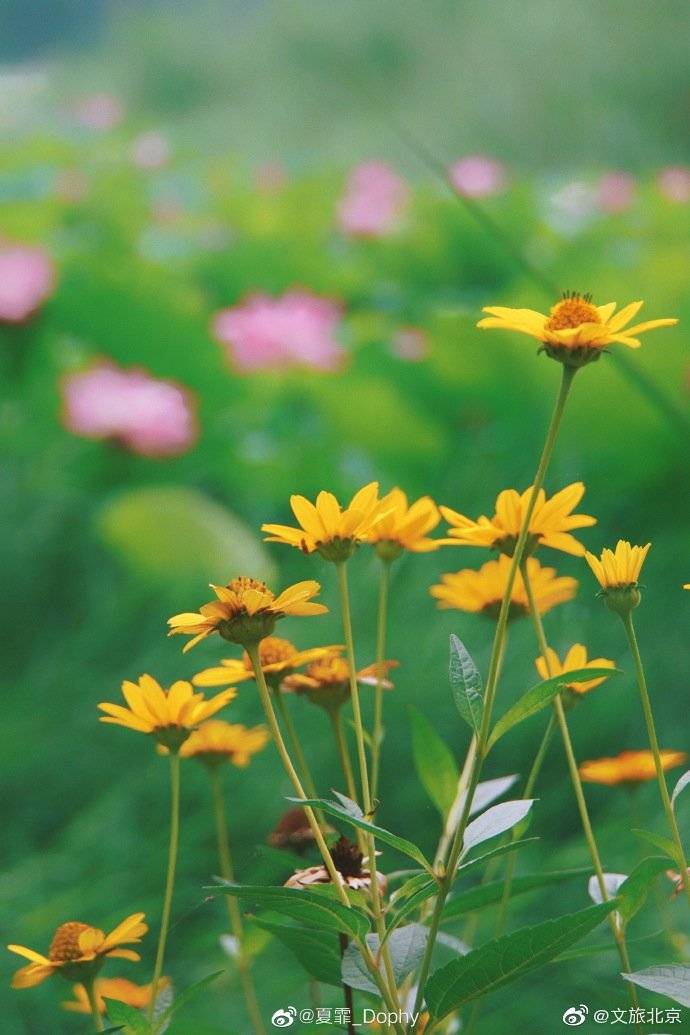 _Dophy|在颐和园品夏花盛放