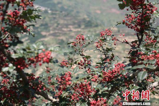 荔枝|舌尖上的大暑节气：为何要吃荔枝、“喝暑羊”？