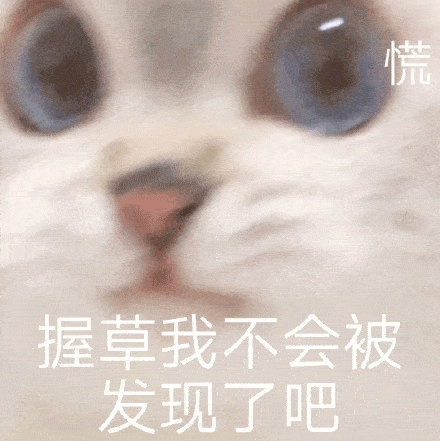 一只超可爱的大眼猫咪表情包合集