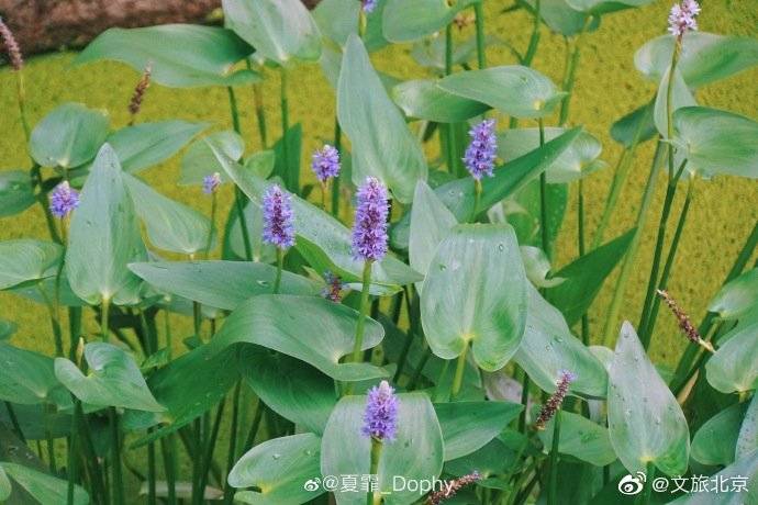 _Dophy|在颐和园品夏花盛放