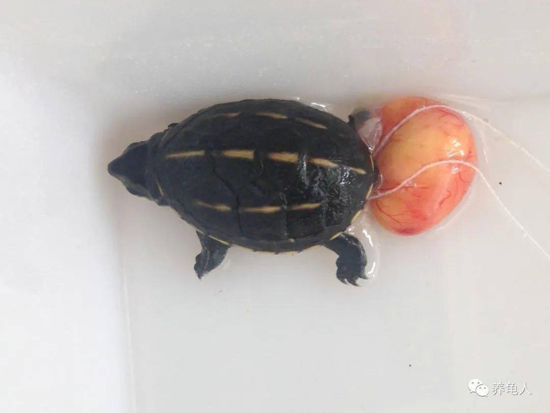 黄额闭壳龟的人工孵化研究