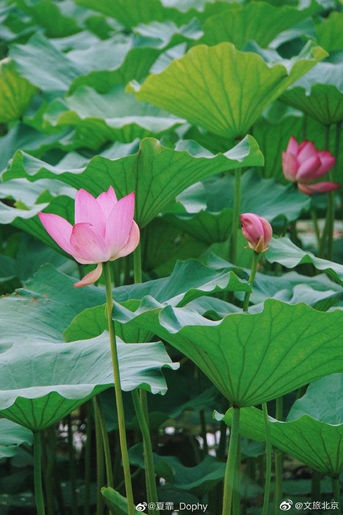 _Dophy|在颐和园品夏花盛放