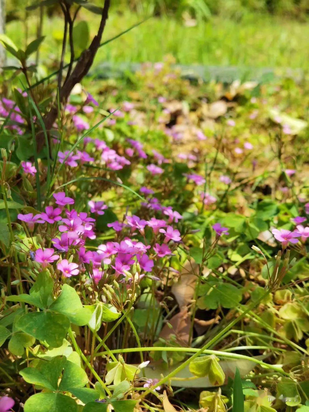 腐草为萤丨盛夏时节的萤火虫,因产卵于枯草上,孵化以后从枯草中飞出