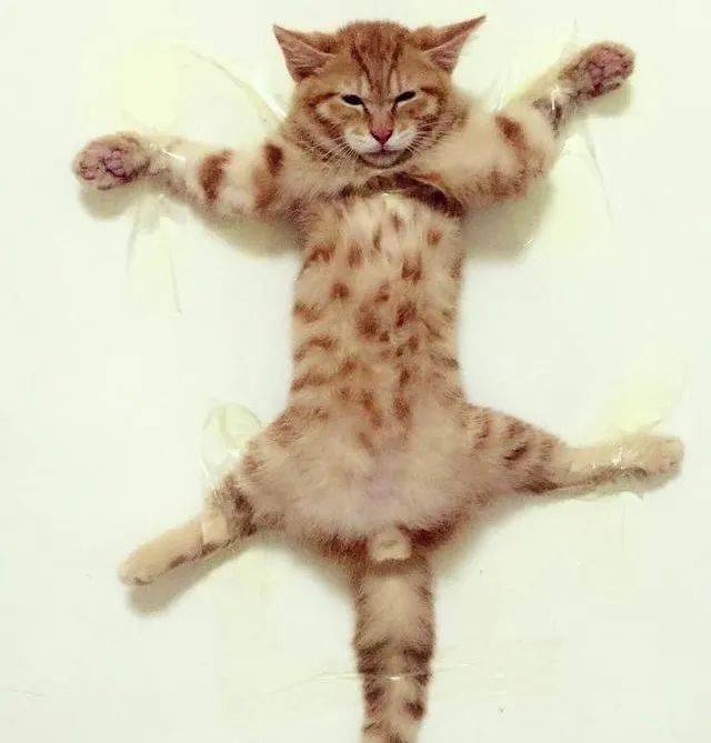 ▼ 家暴只有零次和无数次的区别 绝大多数人打猫都是在气头上