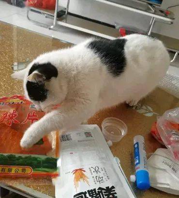 小猫老是爬桌子偷吃怎么办 0247f2cb242a47659810817400b9f246.jpeg