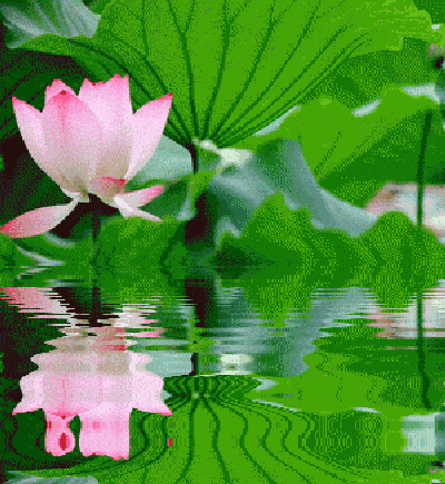 早有蜻蜓立上头. 不污不垢,淡看浮华.