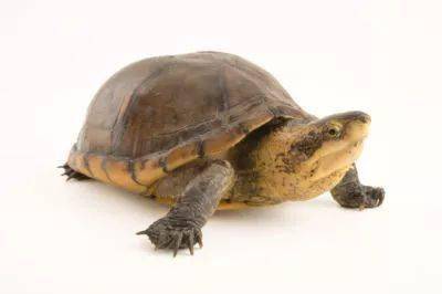 白唇泥龟最吸引人的地方就在于它的头部,头部的颜色一般多为金黄色或