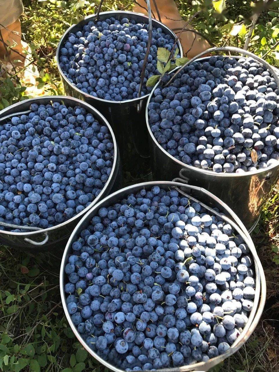 野果三剑客蓝莓蔓越莓蓝靛果