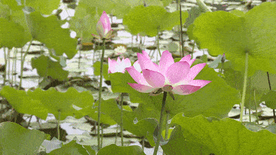 03  闲来小走,细嗅莲香,蜻蜓低飞戏水,露珠滑落碧绿鲜荷,泛起层层