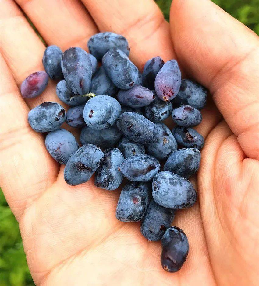 野果三剑客蓝莓蔓越莓蓝靛果