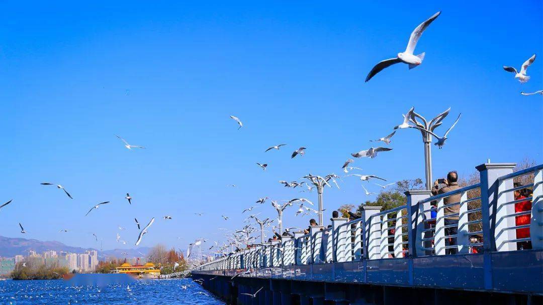 海埂最为出名的景观之一,就是冬春飞来的千万只海鸥在滇池边栖息,在