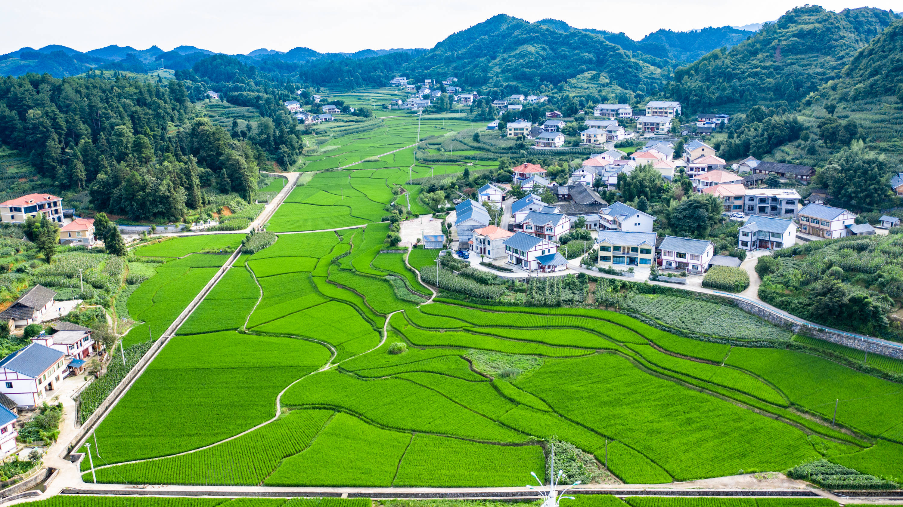 水布垭川子架村总人口