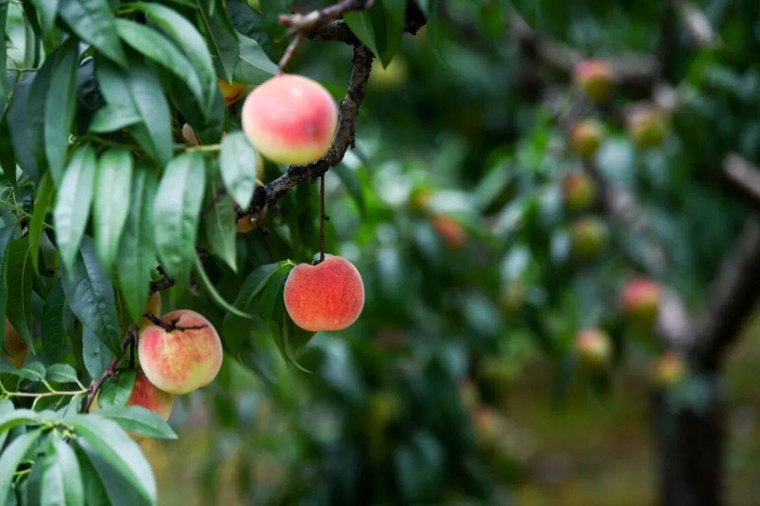 余庆花果山的桃子熟了!熟了!熟了!