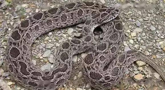 圆斑蝰蛇