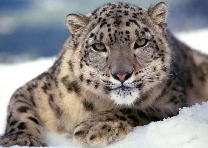 世界上最孤独的猫科动物——雪豹