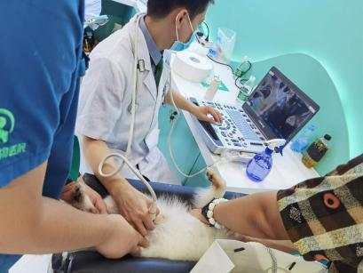 行业|来深圳感受宠萌魅力！疫情后宠物行业或迎转折，小高潮爆发可期