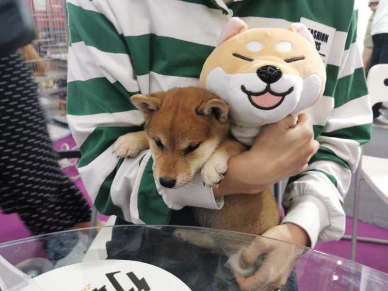 行业|来深圳感受宠萌魅力！疫情后宠物行业或迎转折，小高潮爆发可期