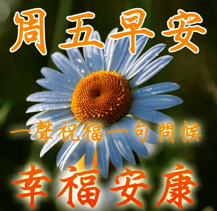 早上好的问候语唯美图片带鲜花,早上祝福语温馨句子加表情